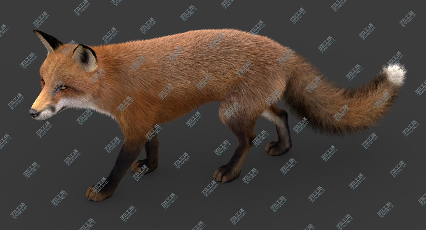 images/goods_img/202104021/3D model Fox (2) (RIG) (Fur)/3.jpg